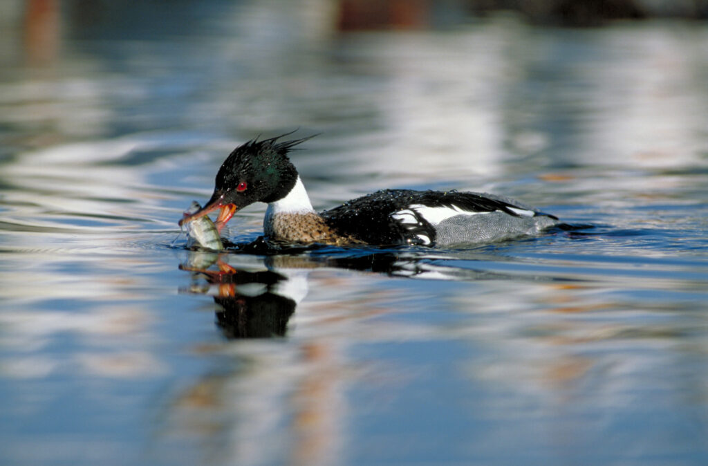 Red-breasted merganser duck feeding