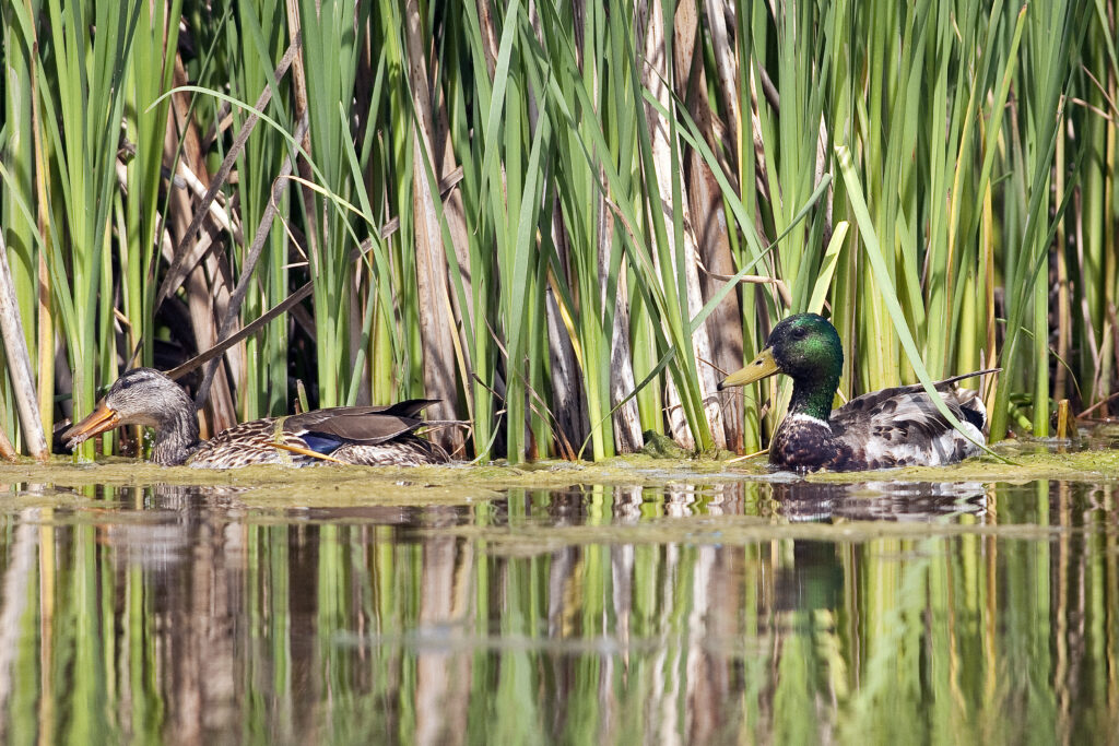 Mallard duck pair, feeding along marsh fringe