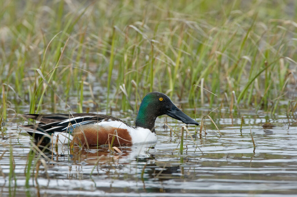 Northern Shoveler Duck - blanchas piche.