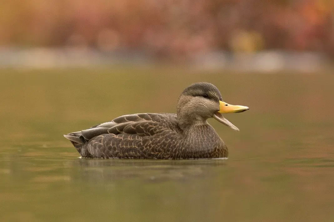 American Black Duck