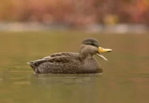 American Black Duck