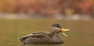 American Black Duck