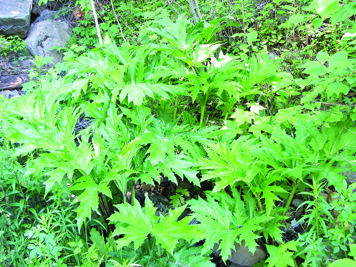 A mass of foliage by the side of a hiking path.