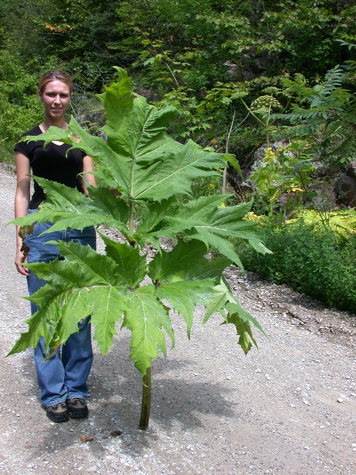 giant hogweed