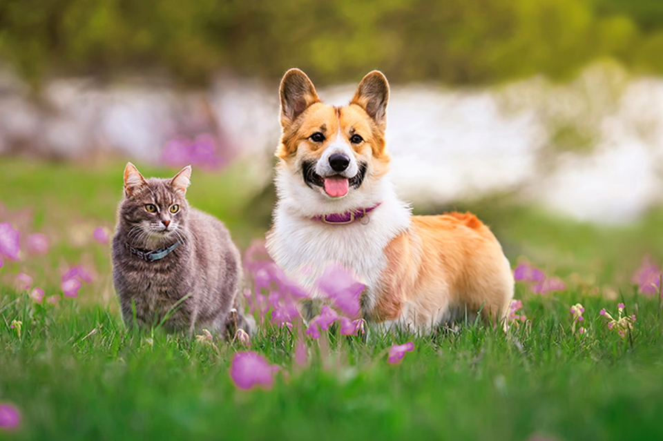 A cat and a dog pose for a photo - courtesy of Allstate Insurance Canada