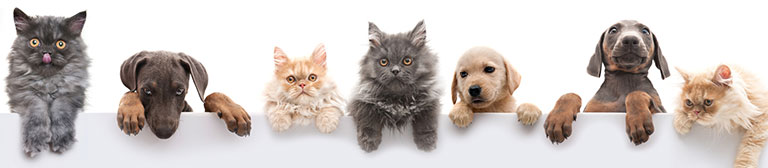 Seven adorable fur babies pose for a group photo.