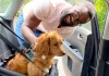 Man places dog into car safety harness