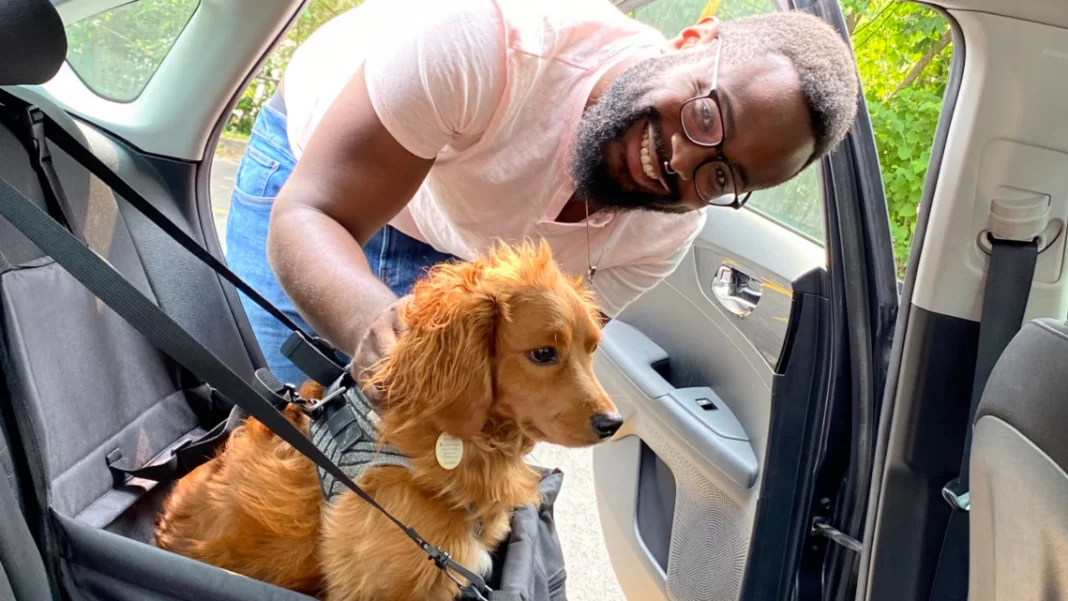 Man places dog into car safety harness