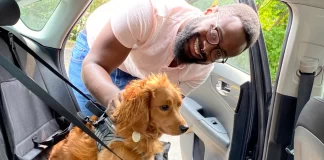 Man places dog into car safety harness