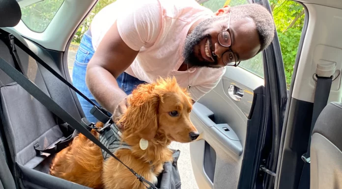 Man places dog into car safety harness