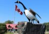 The most famous Canadian roadside attraction is the Canada Goose statue in Wawa, Ontario. Photo courtesy TVO.