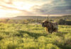 Longhorn at sunrise in Fort Griffin Texas