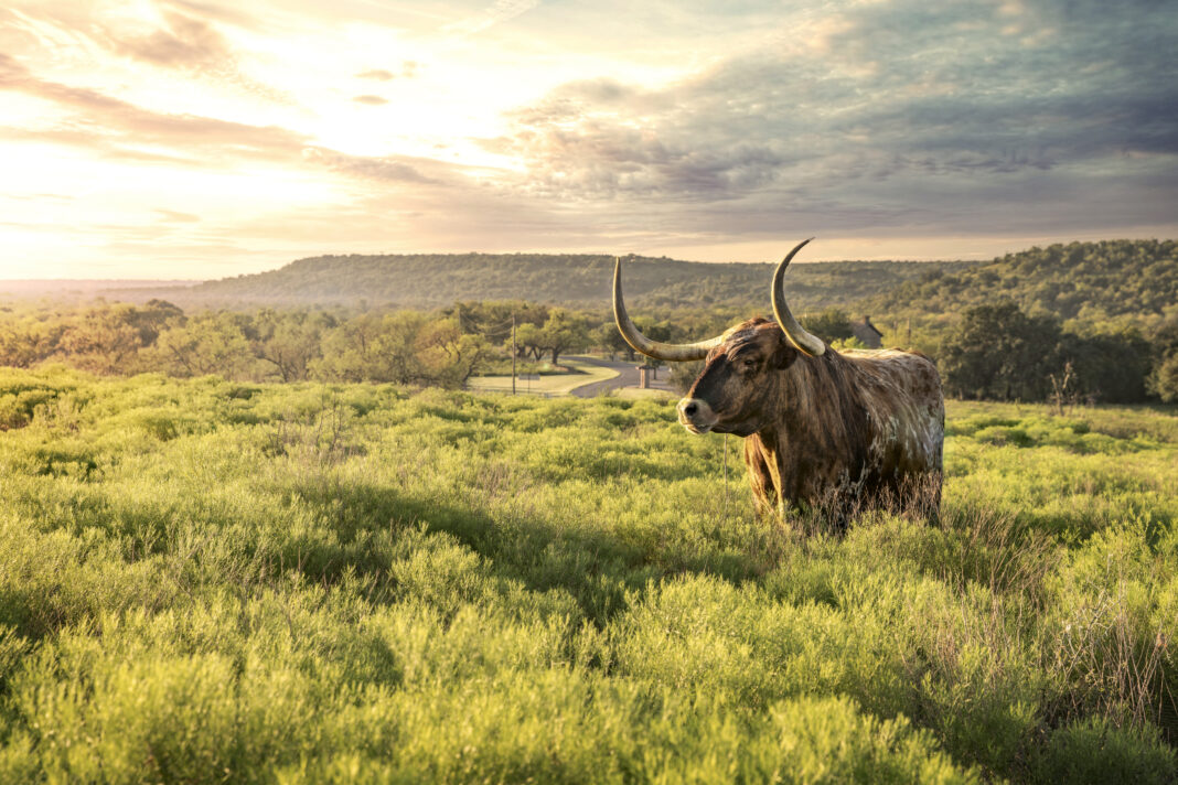 Longhorn at sunrise in Fort Griffin Texas