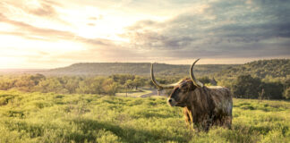 Longhorn at sunrise in Fort Griffin Texas