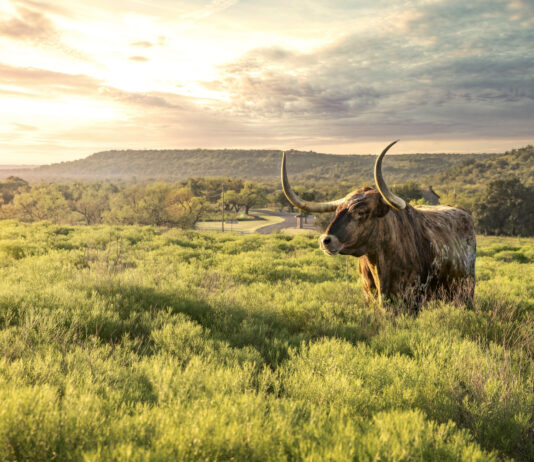 Longhorn at sunrise in Fort Griffin Texas