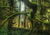 Planning a Trip? Here are 10 Hidden Gems in the USA The Hall of Mosses found in Forks, Washington. One of 10 hidden gems in the USA - photo by Joshua Earle.
