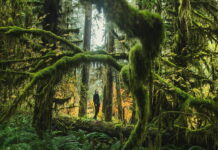 Planning a Trip? Here are 10 Hidden Gems in the USA The Hall of Mosses found in Forks, Washington. One of 10 hidden gems in the USA - photo by Joshua Earle.