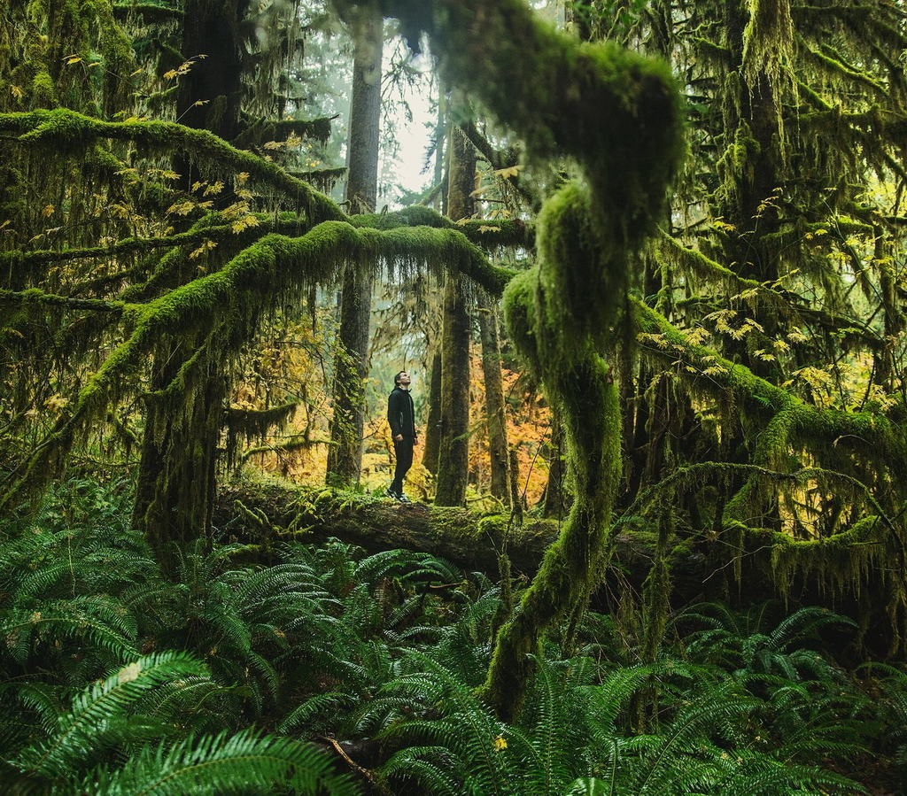 The Hall of Mosses found in Forks, Washington. One of 10 hidden gems in the USA - photo by Joshua Earle.