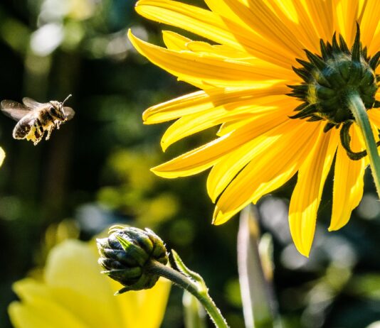 Bug Bites Photo by Pixabay