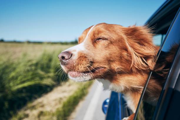 Dog enjoying a drive - photo courtesy Pixabay and iStockphoto