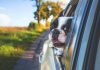 Driving with dogs - image from Pixabay