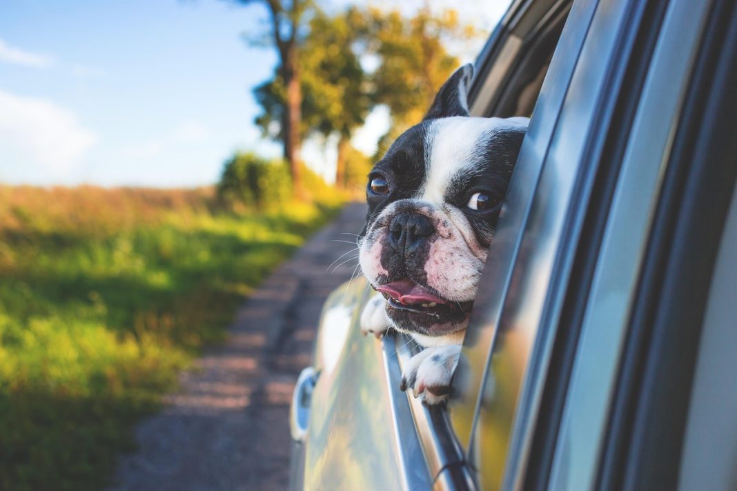 Driving with dogs - image from Pixabay