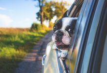 Driving with dogs - image from Pixabay