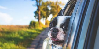 Driving with dogs - image from Pixabay