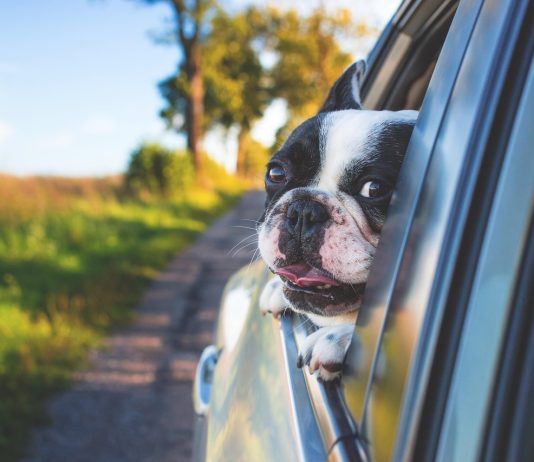 Driving with dogs - image from Pixabay