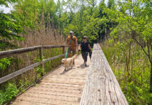 No time for camping? Try a Conservation Area Footbridge at Laurel Creek Conservation Area