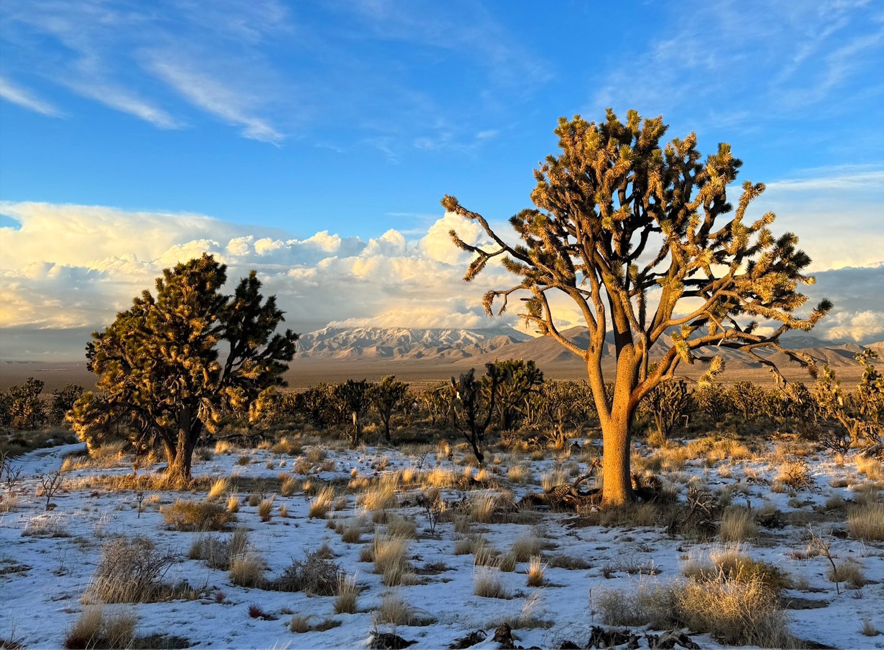 Mojave National Preserve’s serene desert landscape