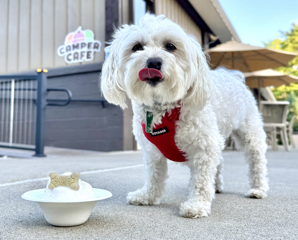 Lake George RV Park has been recognized as one of New York State's most pet-friendly camping resorts.